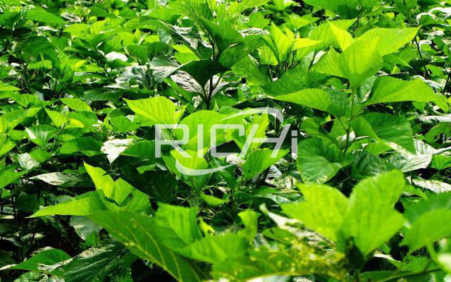 桑葉能不能做飼料